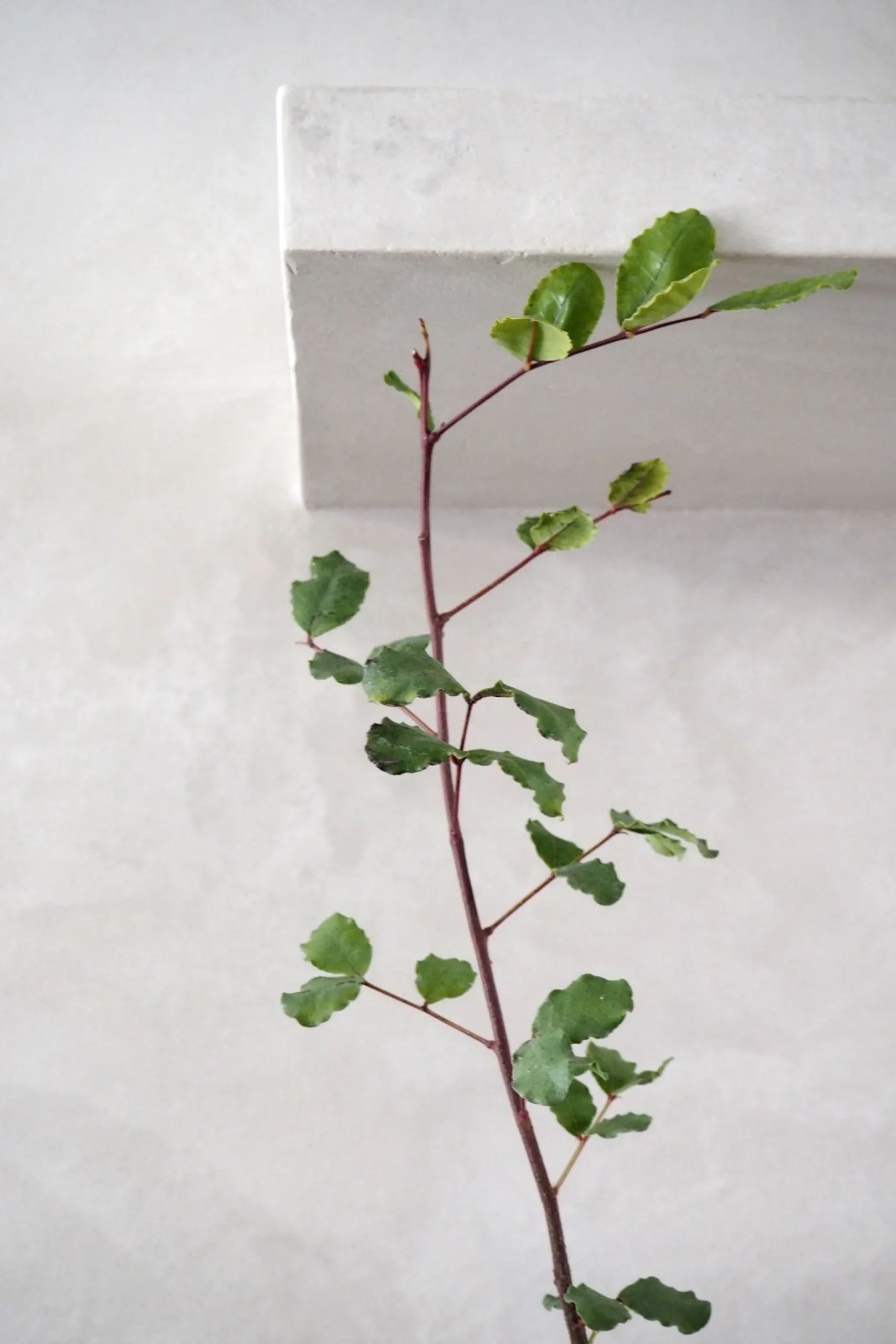 Danskavlede Planter^PLANT Johannesbrødtræ