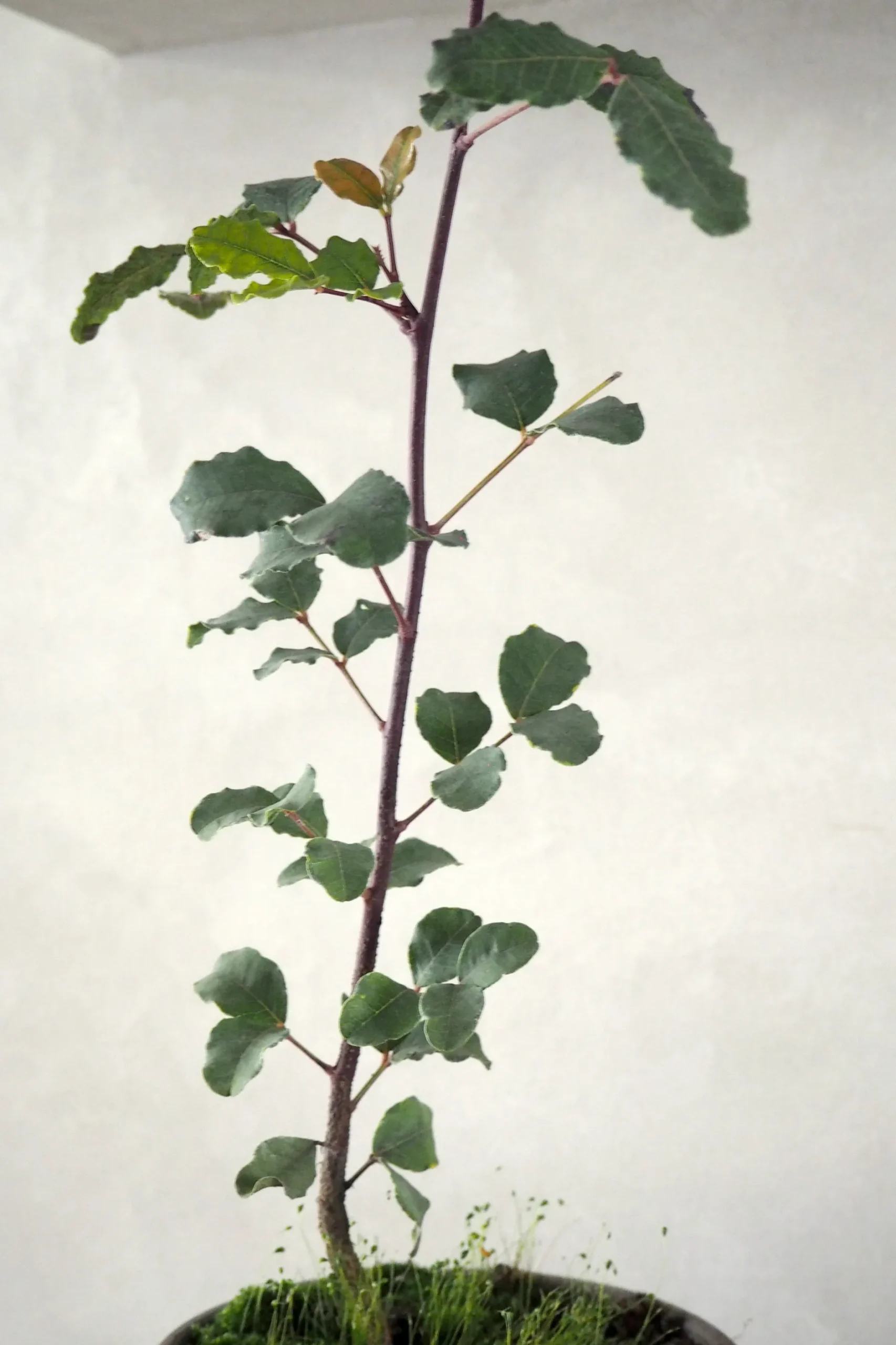 Danskavlede Planter^PLANT Johannesbrødtræ