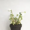 Danskavlede Planter^PLANT Julerose