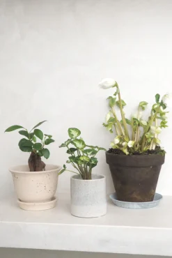 Danskavlede Planter^PLANT Julerose