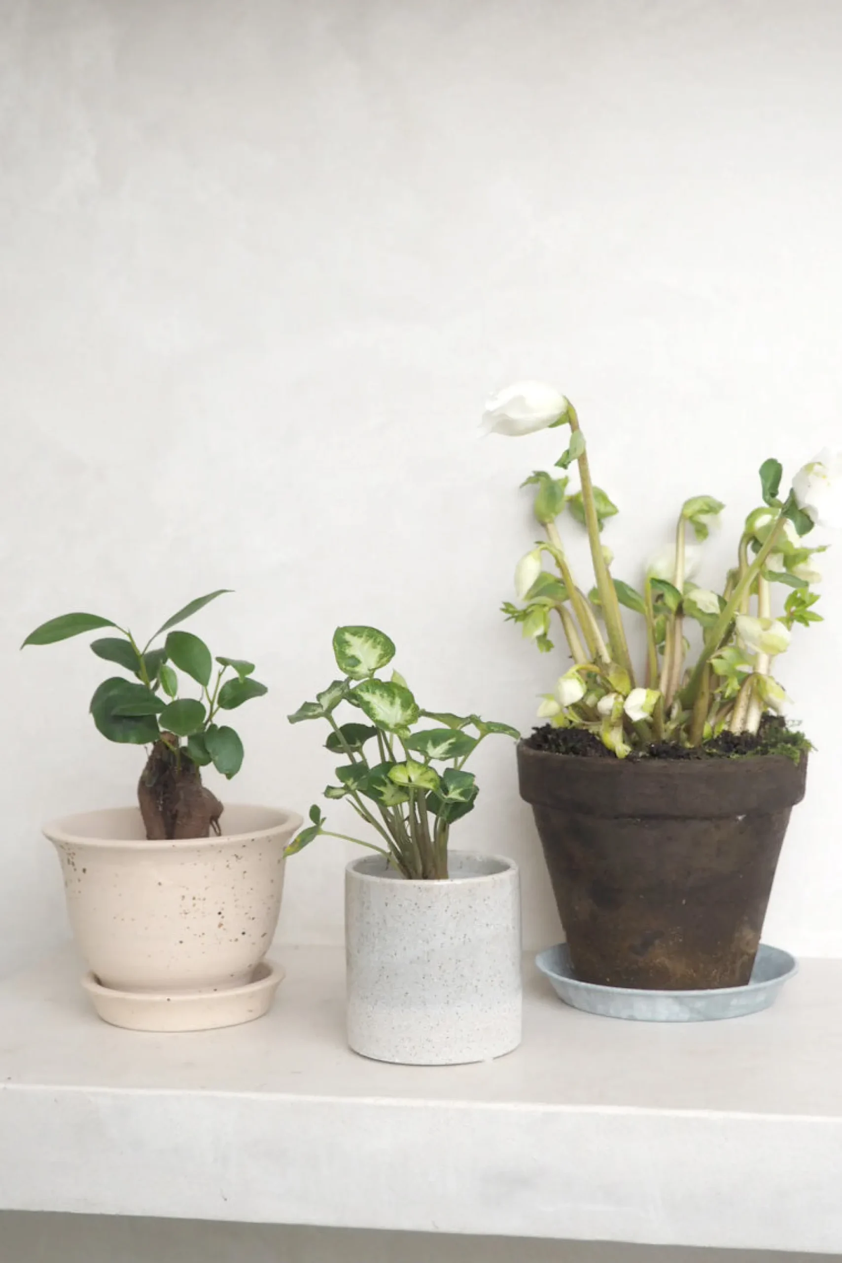 Danskavlede Planter^PLANT Julerose