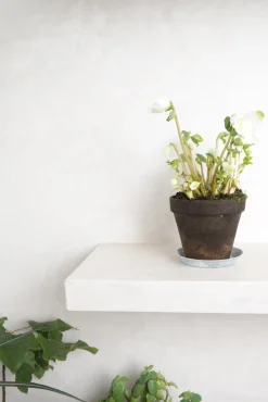 Danskavlede Planter^PLANT Julerose