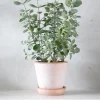 Ørkenplanter Og Knoldplanter^PLANT Kalancho Hildebrandtii