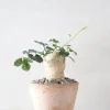 Ørkenplanter Og Knoldplanter^PLANT Kedrostis Africana