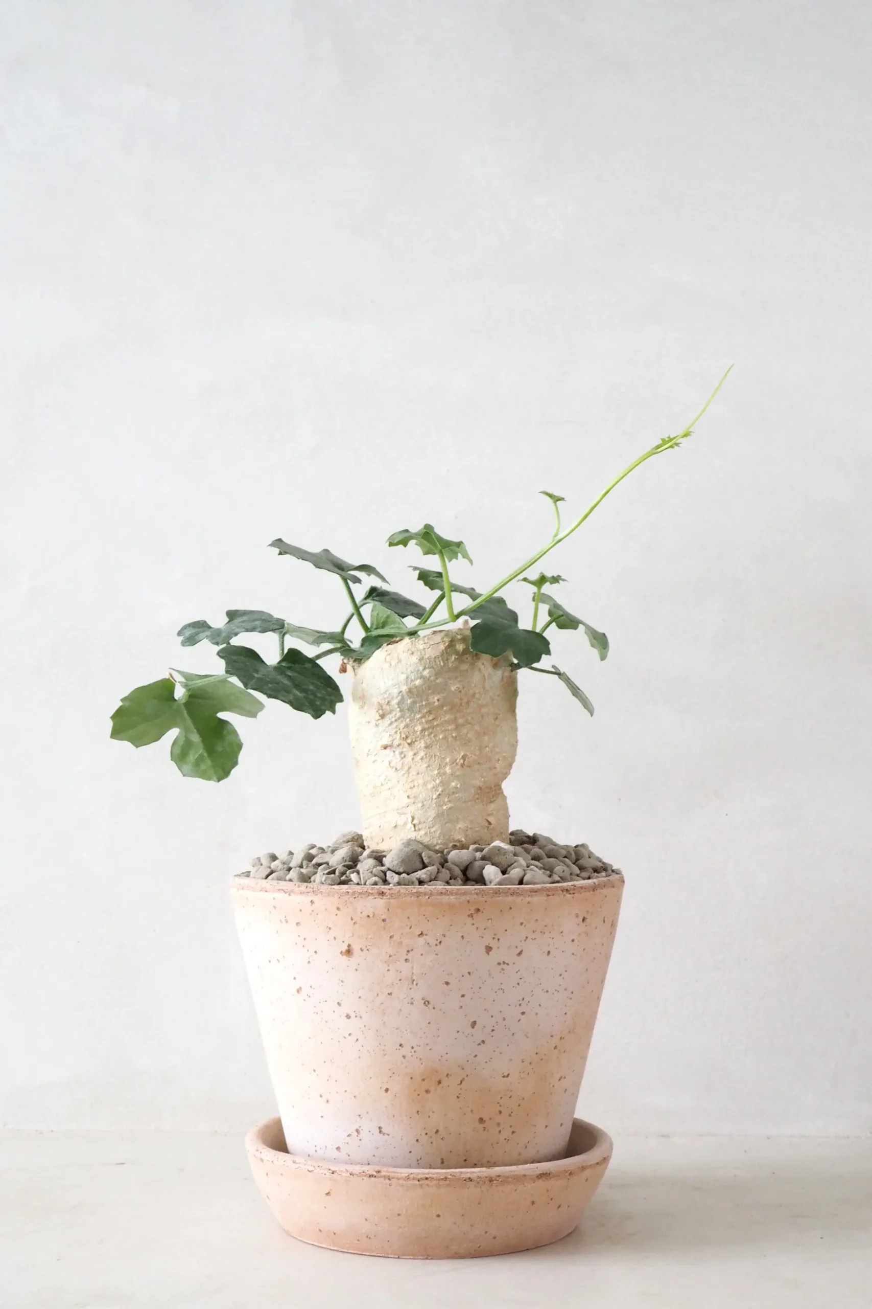 Ørkenplanter Og Knoldplanter^PLANT Kedrostis Africana