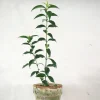 Danskavlede Planter^PLANT Kinesisk liguster