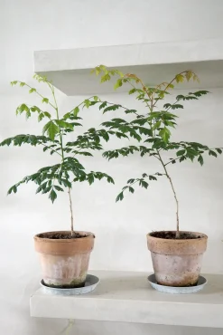 Danskavlede Planter^PLANT Kinesisk træ