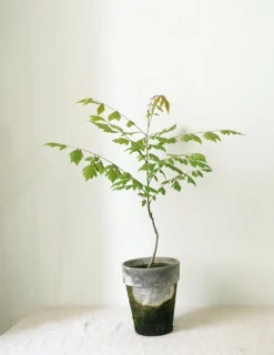 Danskavlede Planter^PLANT Kinesisk træ