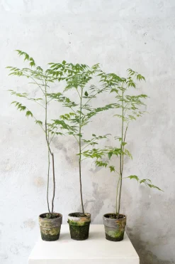 Danskavlede Planter^PLANT Kinesisk træ, medium