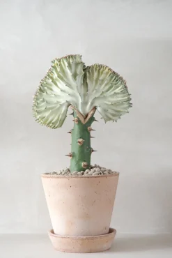 Ørkenplanter Og Knoldplanter^PLANT Koral kaktus
