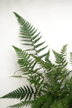 Danskavlede Planter^PLANT Koreansk stenbregne