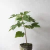 Danskavlede Planter|Kærlighedstræer^PLANT Kærlighedstræ (Fingerblad)