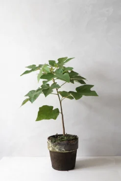 Danskavlede Planter|Kærlighedstræer^PLANT Kærlighedstræ (Fingerblad)