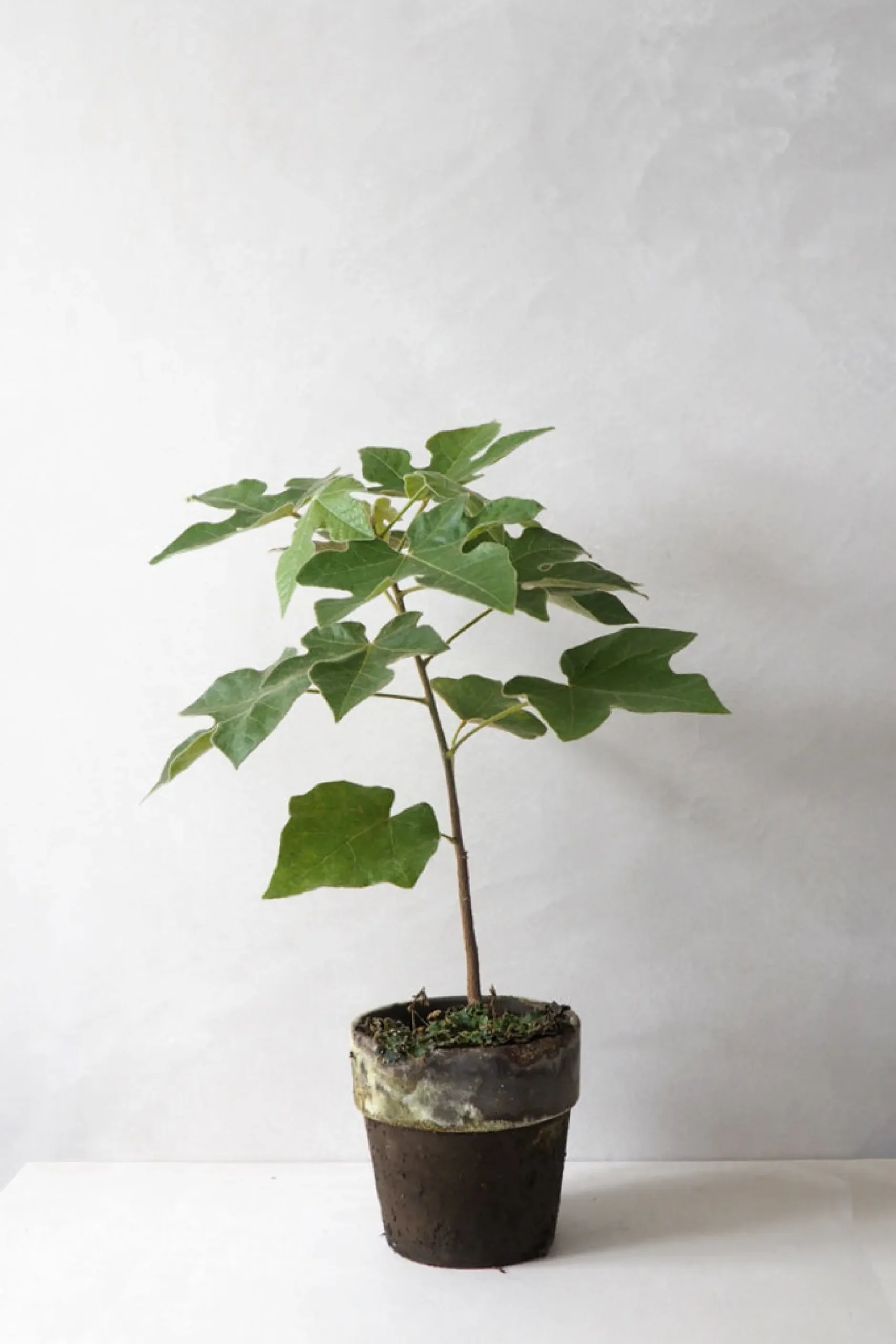 Danskavlede Planter|Kærlighedstræer^PLANT Kærlighedstræ (Fingerblad)