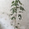 Gulvplanter Og Store Træer|Danskavlede Planter^PLANT Kærlighedstræ (Fingerblad) medium