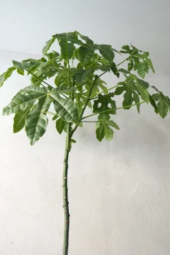 Danskavlede Planter|Kærlighedstræer^PLANT Kærlighedstræ (Fingerblad) stor