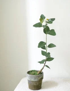 Danskavlede Planter|Kærlighedstræer^PLANT Kærlighedstræ (Hjerteblad)