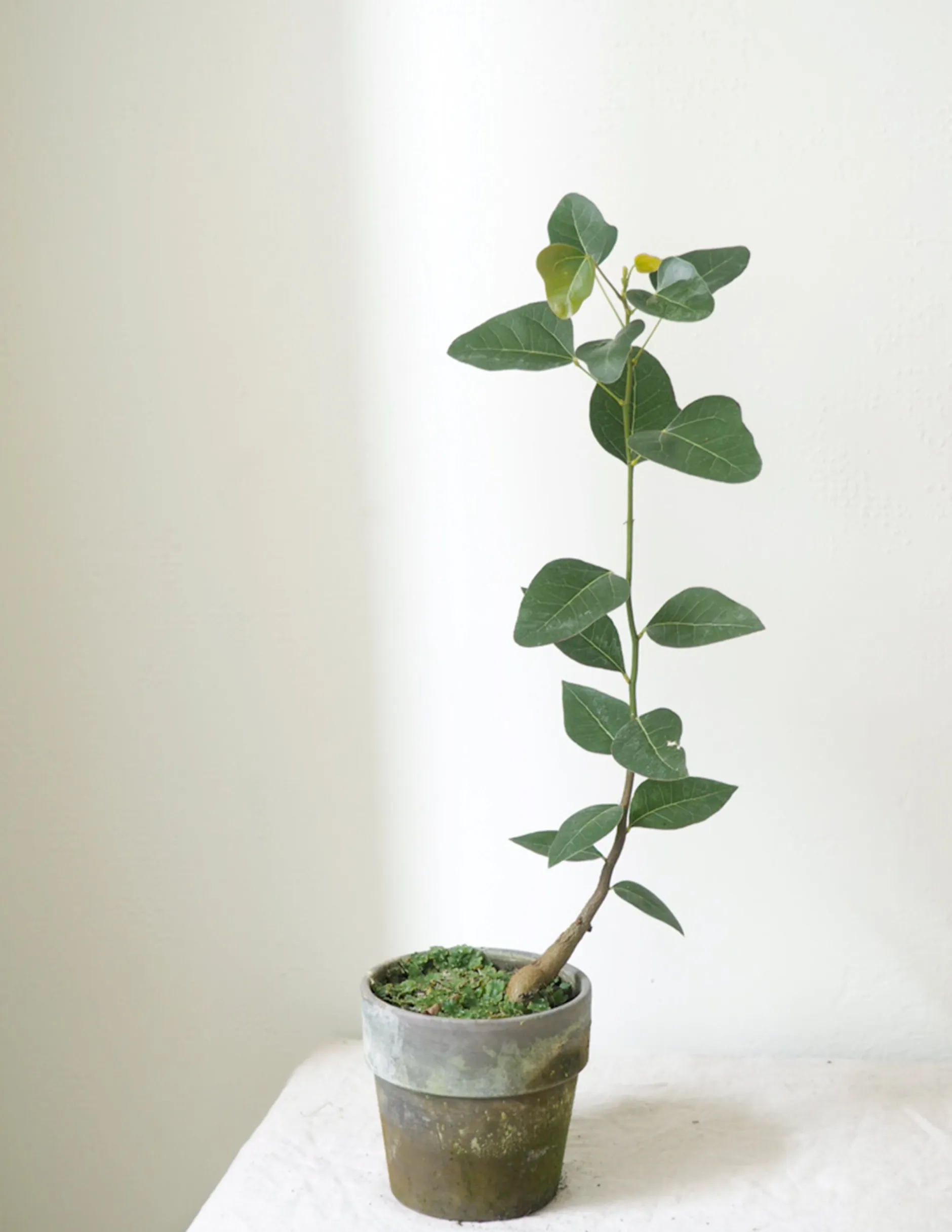 Danskavlede Planter|Kærlighedstræer^PLANT Kærlighedstræ (Hjerteblad)