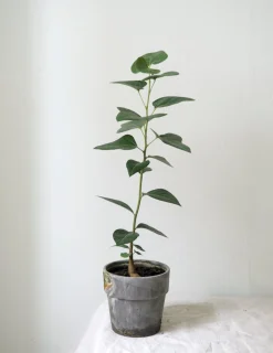 Danskavlede Planter|Kærlighedstræer^PLANT Kærlighedstræ (Hjerteblad)