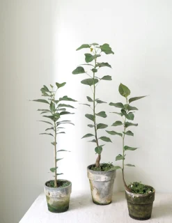 Danskavlede Planter|Kærlighedstræer^PLANT Kærlighedstræ (Hjerteblad)