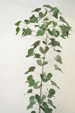 Gulvplanter Og Store Træer|Danskavlede Planter^PLANT Kærlighedstræ (Hjerteblad) medium I