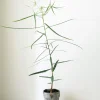 Danskavlede Planter|Kærlighedstræer^PLANT Kærlighedstræ (Stjerneblad)