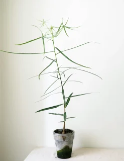 Danskavlede Planter|Kærlighedstræer^PLANT Kærlighedstræ (Stjerneblad)
