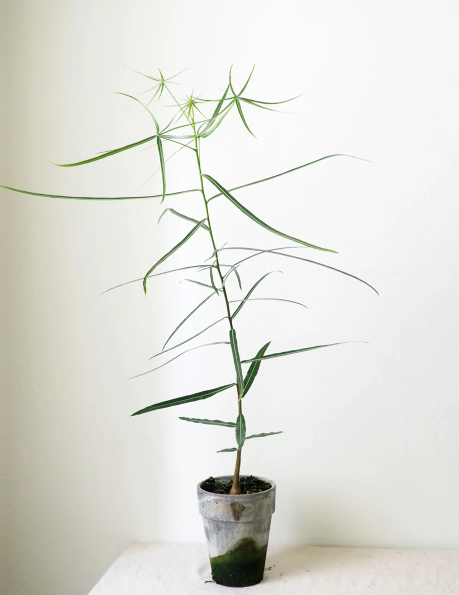 Danskavlede Planter|Kærlighedstræer^PLANT Kærlighedstræ (Stjerneblad)