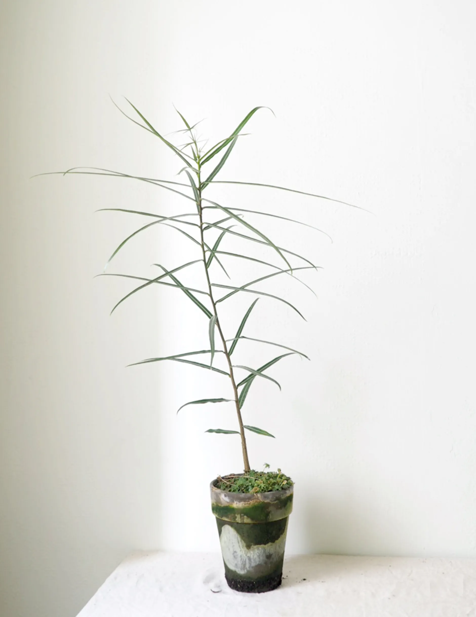 Danskavlede Planter|Kærlighedstræer^PLANT Kærlighedstræ (Stjerneblad)