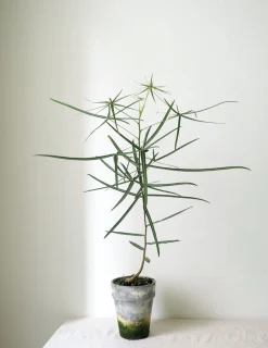 Danskavlede Planter|Kærlighedstræer^PLANT Kærlighedstræ (Stjerneblad)