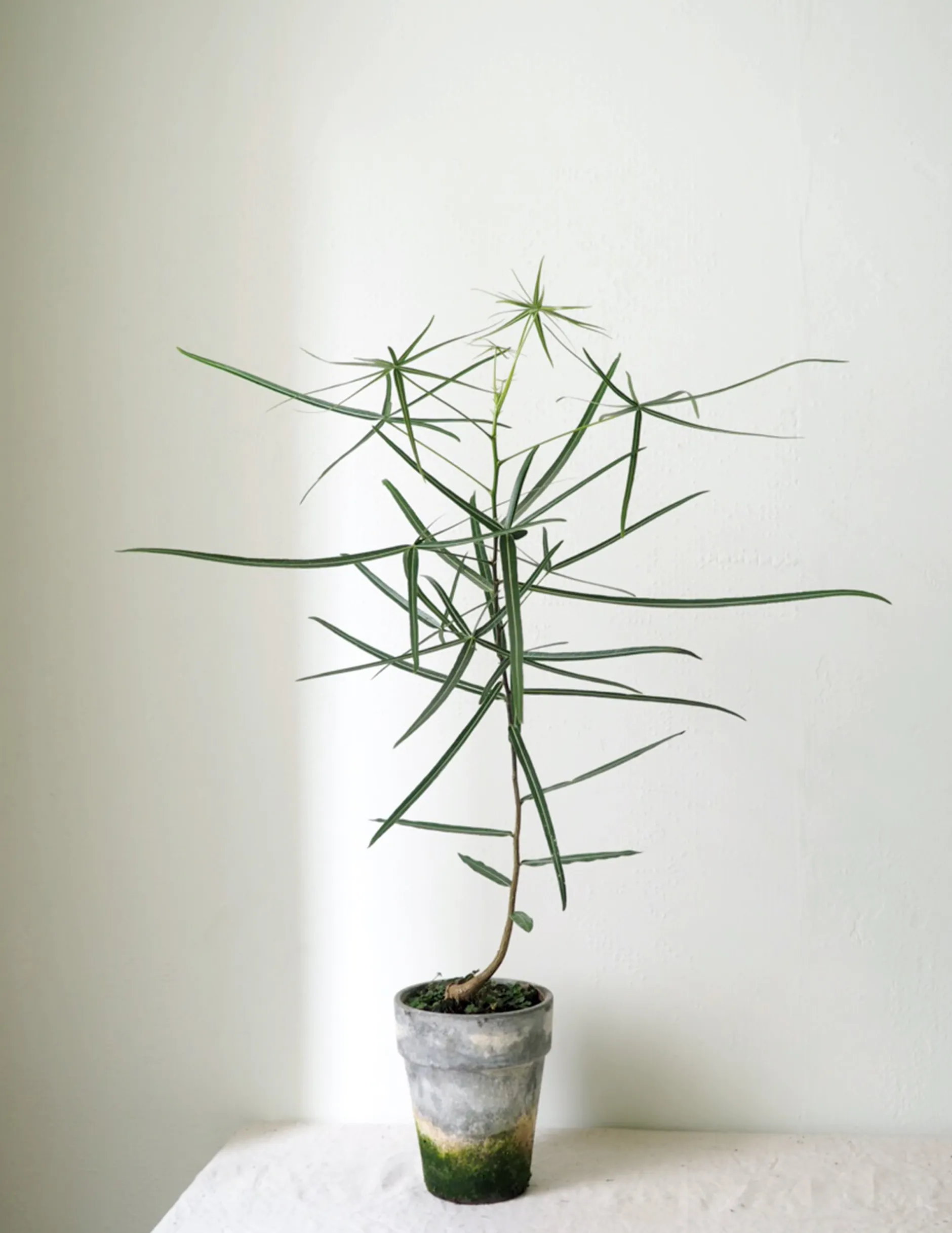 Danskavlede Planter|Kærlighedstræer^PLANT Kærlighedstræ (Stjerneblad)