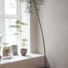 Danskavlede Planter|Kærlighedstræer^PLANT Kærlighedstræ (Stjerneblad) Stor