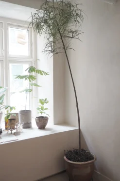 Danskavlede Planter|Kærlighedstræer^PLANT Kærlighedstræ (Stjerneblad) Stor