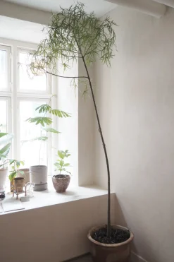 Danskavlede Planter|Kærlighedstræer^PLANT Kærlighedstræ (Stjerneblad) Stor