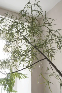 Danskavlede Planter|Kærlighedstræer^PLANT Kærlighedstræ (Stjerneblad) Stor