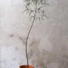 Gulvplanter Og Store Træer|Danskavlede Planter^PLANT Kærlighedstræ (Stjerneblad) stor