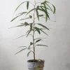 Danskavlede Planter|Kærlighedstræer^PLANT Kærlighedstræ (Trefod)