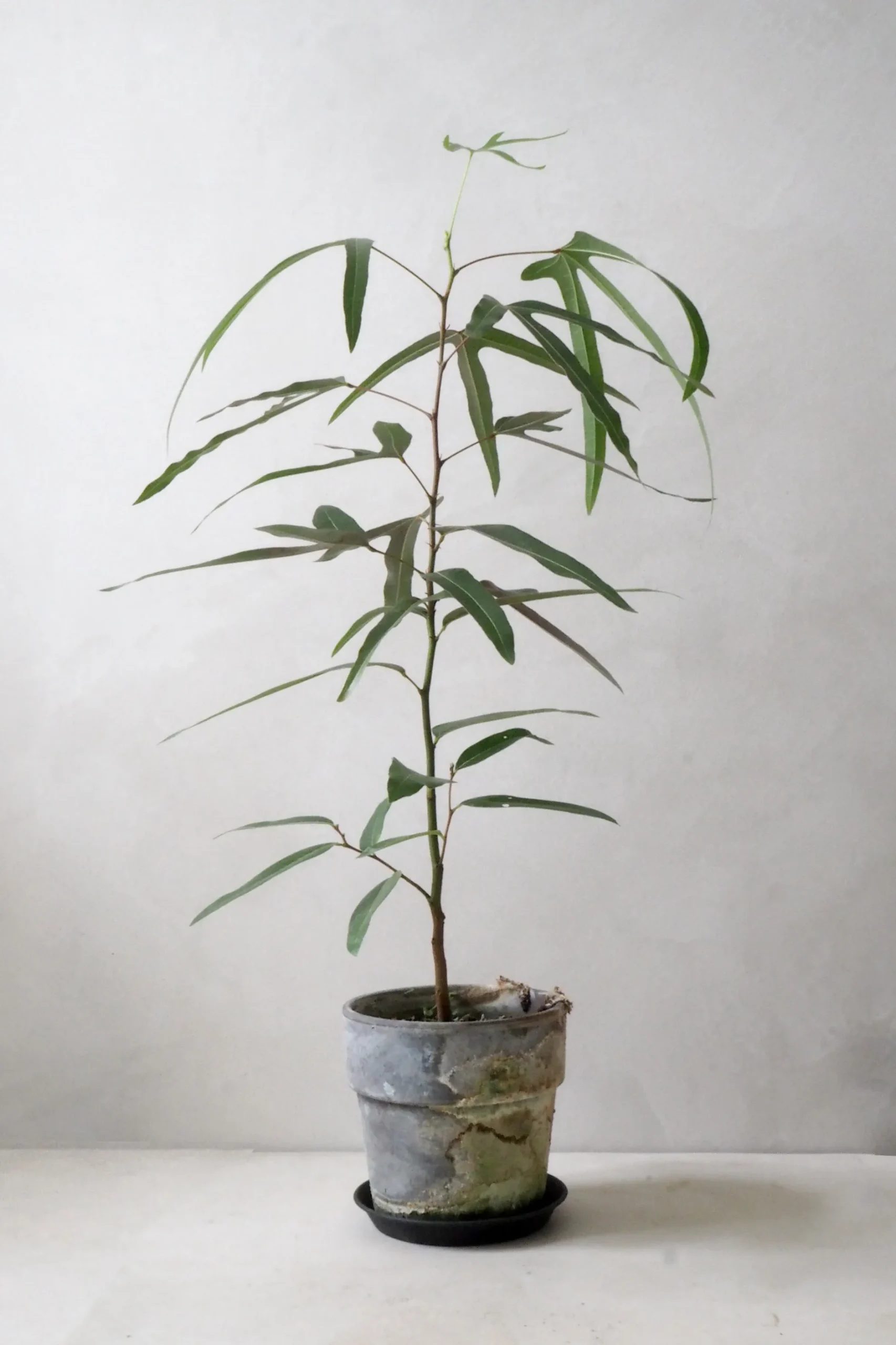Danskavlede Planter|Kærlighedstræer^PLANT Kærlighedstræ (Trefod)