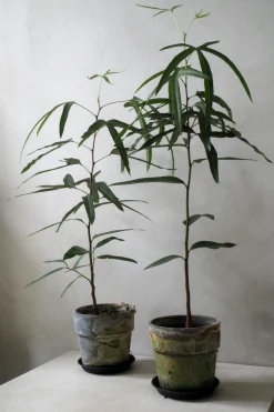 Danskavlede Planter|Kærlighedstræer^PLANT Kærlighedstræ (Trefod)