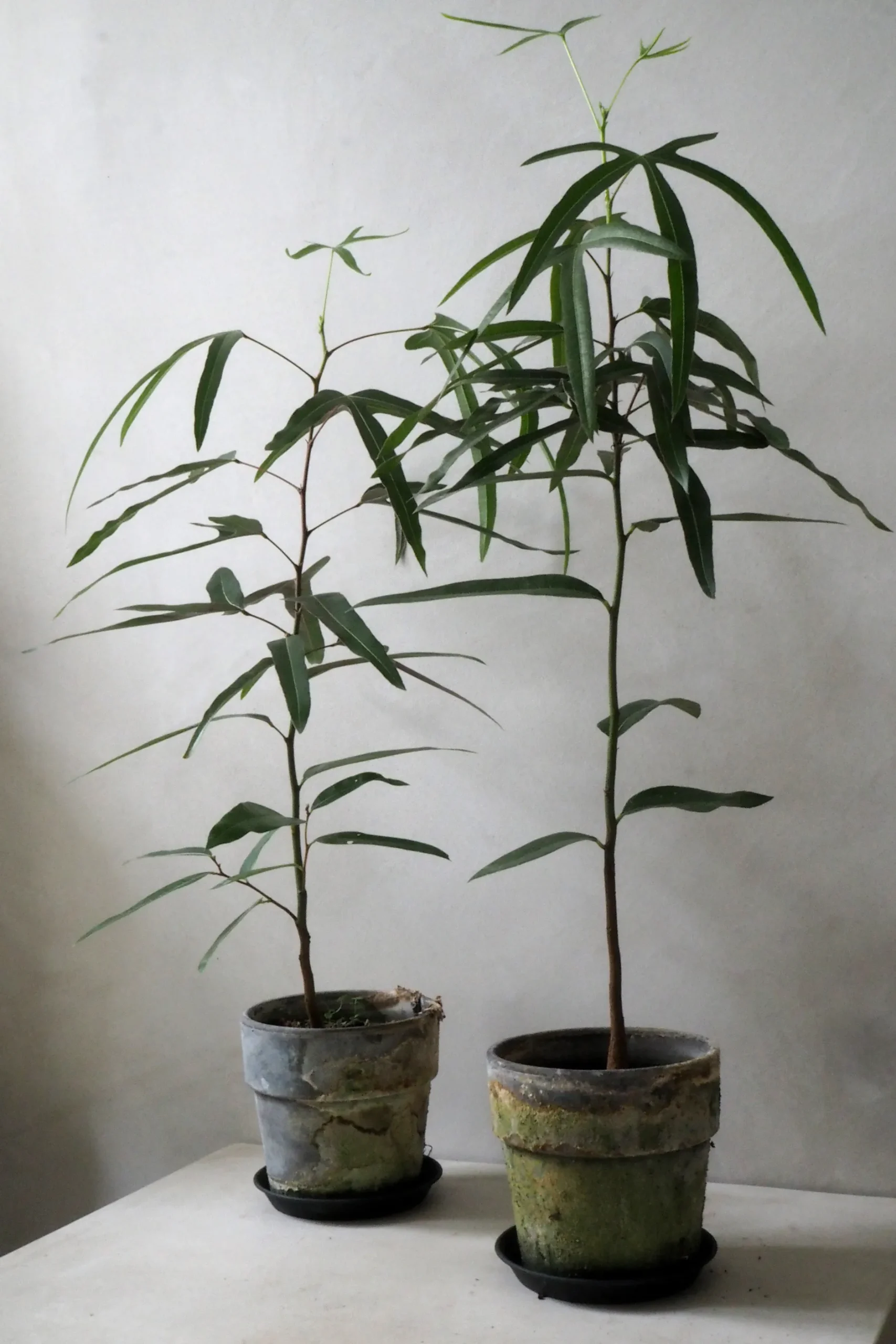 Danskavlede Planter|Kærlighedstræer^PLANT Kærlighedstræ (Trefod)
