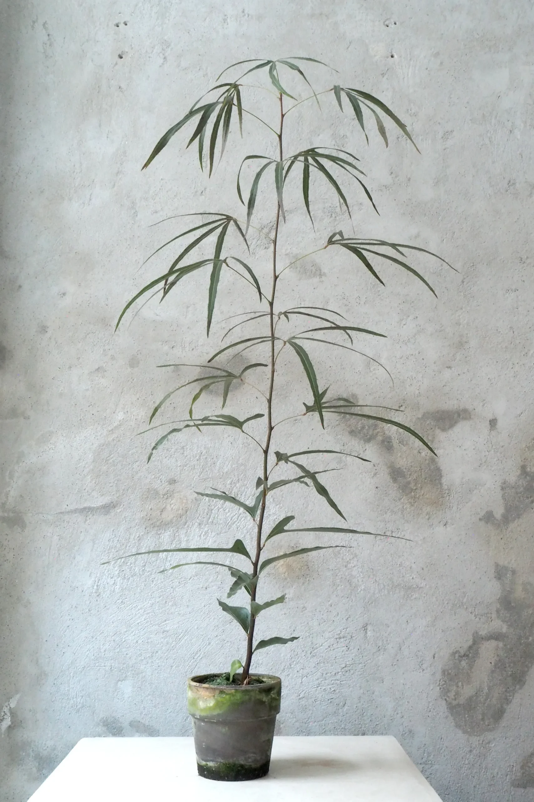 Danskavlede Planter|Kærlighedstræer^PLANT Kærlighedstræ (Trefod) medium