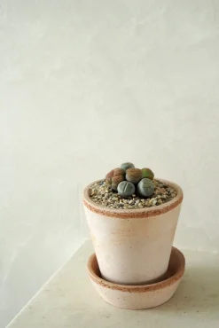 Ørkenplanter Og Knoldplanter^PLANT Levende Sten - mini