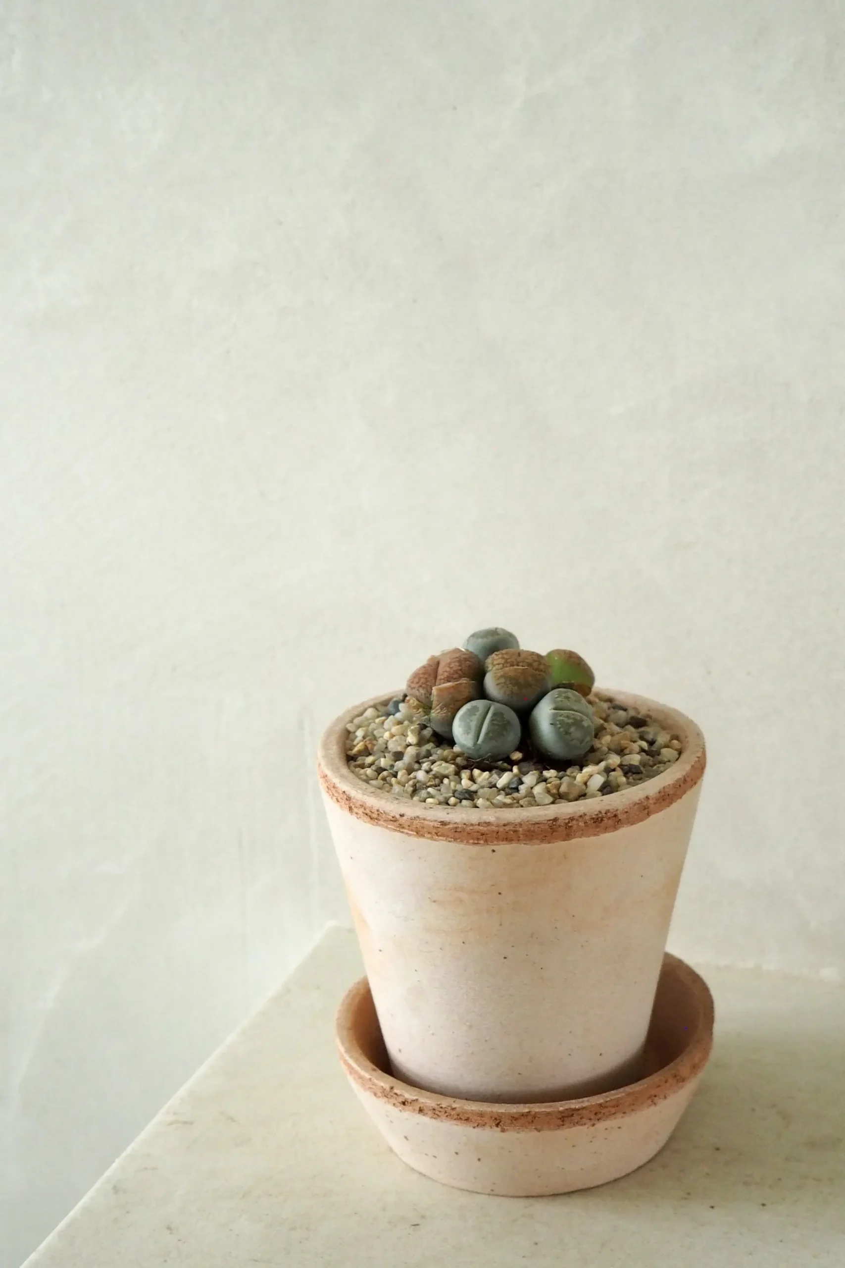 Ørkenplanter Og Knoldplanter^PLANT Levende Sten - mini