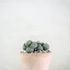Ørkenplanter Og Knoldplanter^PLANT Levende Sten - Pleiospilos Nelii Green