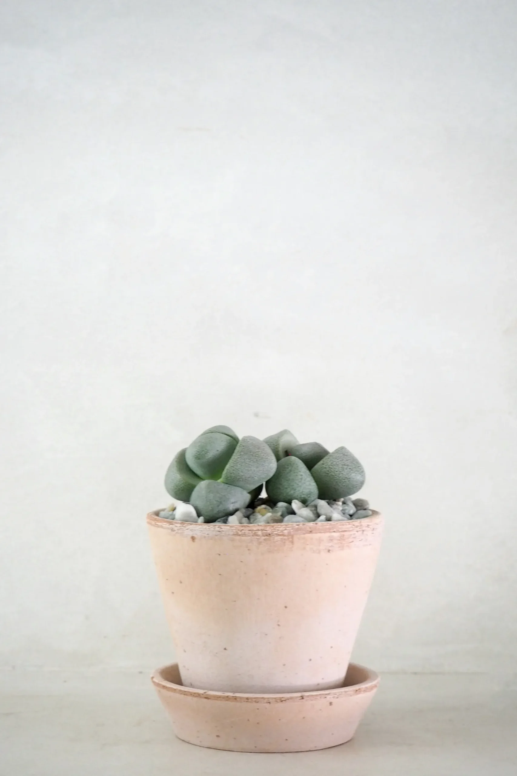 Ørkenplanter Og Knoldplanter^PLANT Levende Sten - Pleiospilos Nelii Green