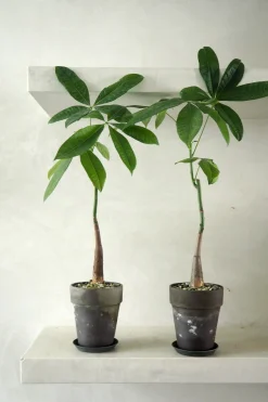 Danskavlede Planter^PLANT Lykkekastanje Japandi