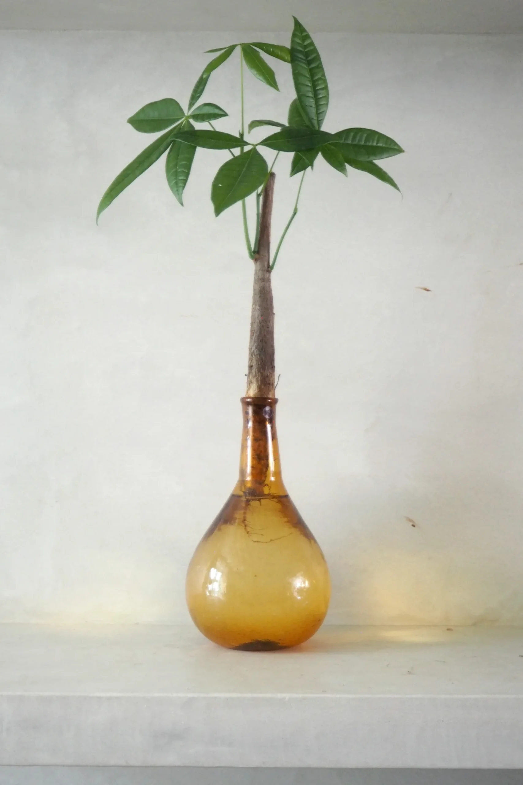 Planter I Vand|Tropiske Planter^PLANT Lykkekastanje Japandi i glas