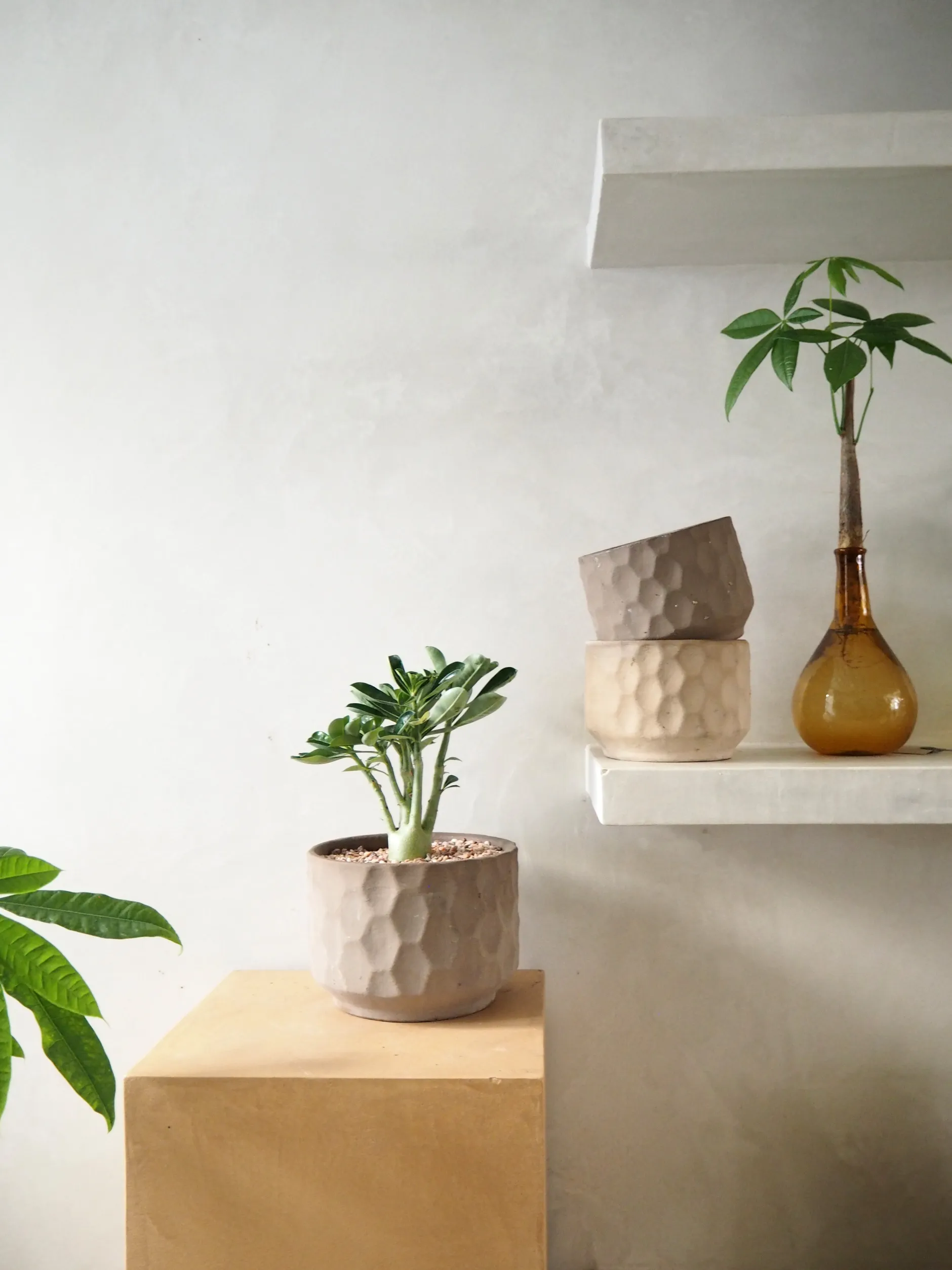 Planter I Vand|Tropiske Planter^PLANT Lykkekastanje Japandi i glas