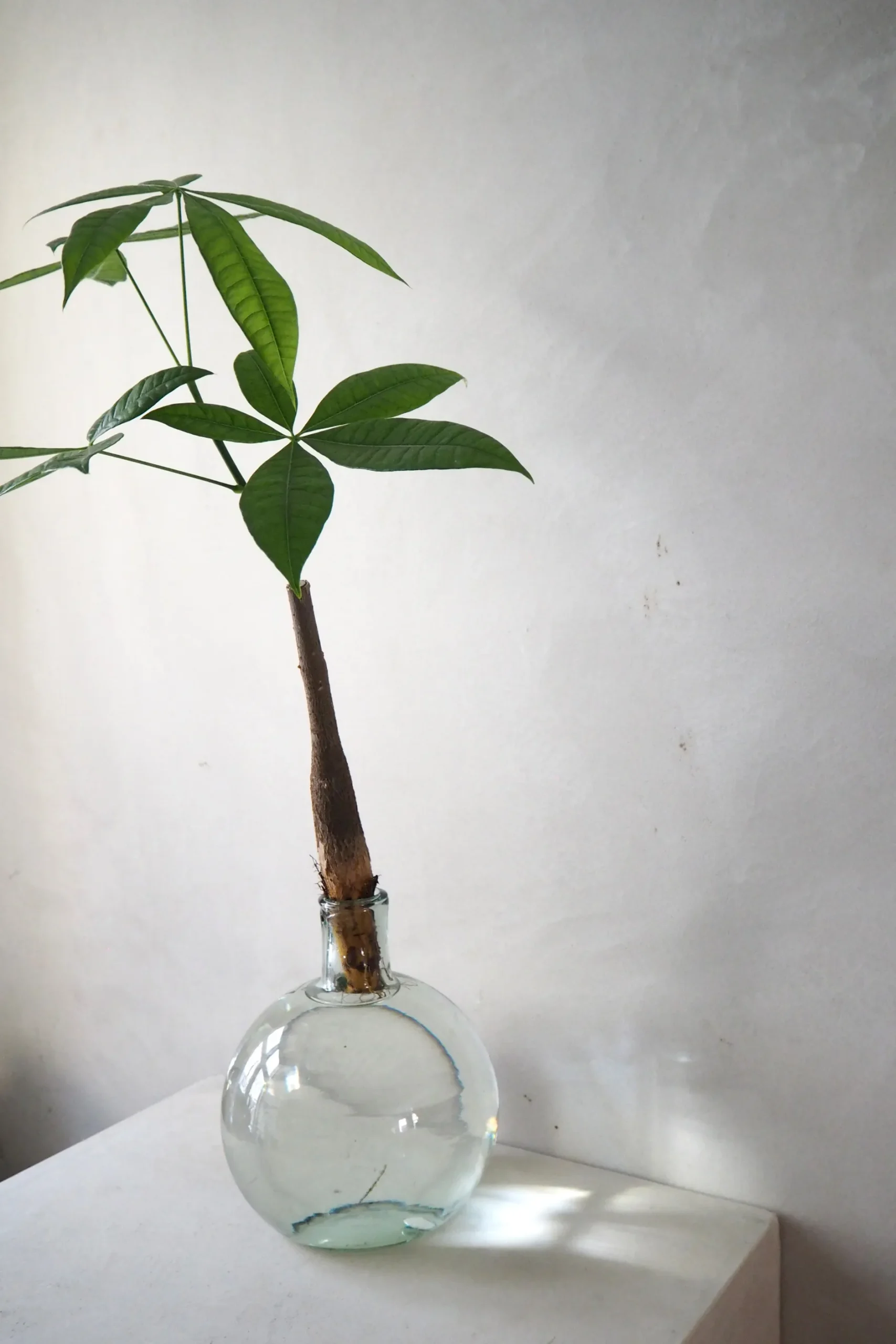 Planter I Vand|Tropiske Planter^PLANT Lykkekastanje Japandi i glas, stor