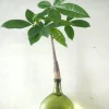 Planter I Vand|Tropiske Planter^PLANT Lykkekastanje Japandi i glas, grøn